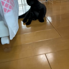 動画1
