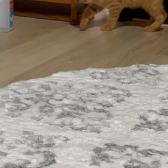 動画1