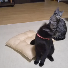 動画1