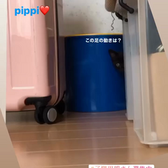 動画1