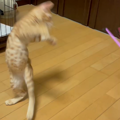 動画1
