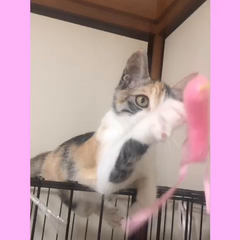 動画1