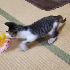 動画1