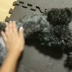 動画1
