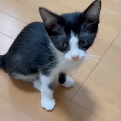 動画1