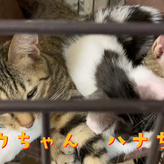 動画1