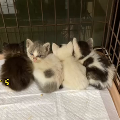 動画1