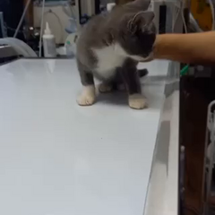 動画1