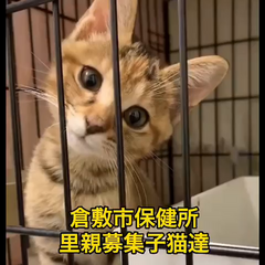 動画1