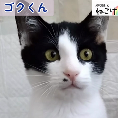 動画1