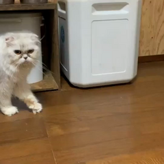 動画1