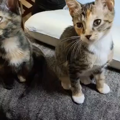動画1