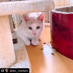 動画1