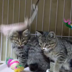 動画1