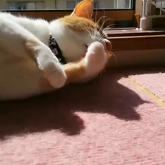 動画1