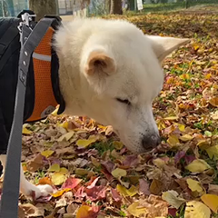 動画1