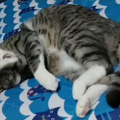 動画1