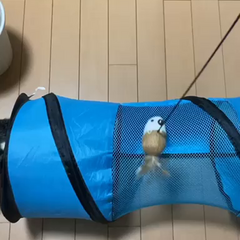 動画1