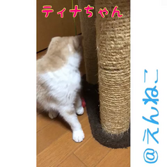 動画1