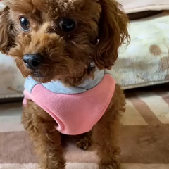 動画1