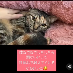 動画1