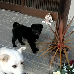 動画1