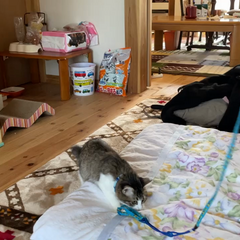 動画1