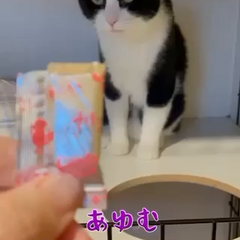 動画1