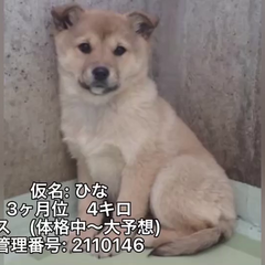 動画1