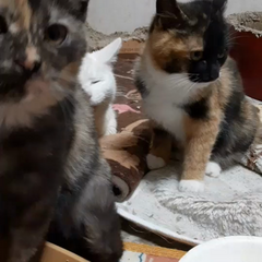 動画1