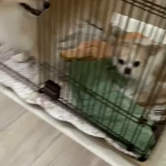 動画1