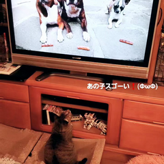 動画1