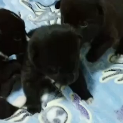 動画1