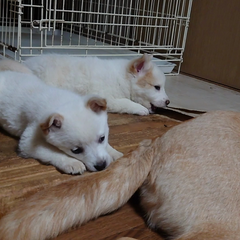 動画1