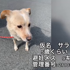 動画1