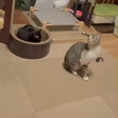 動画1