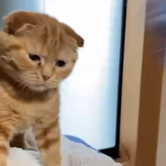 動画1