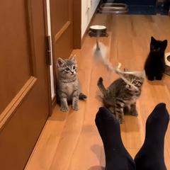 動画1