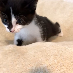 動画1