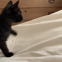 動画1