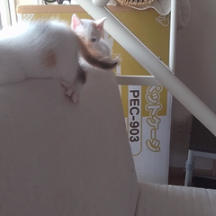 動画1