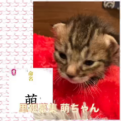 動画1