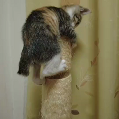 動画1