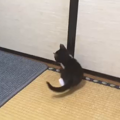 動画1