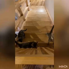 動画1