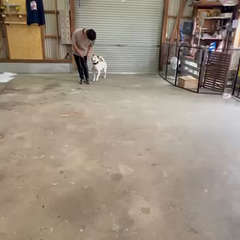 動画1