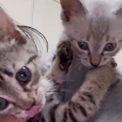 動画1