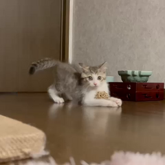 動画1