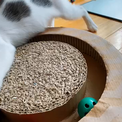 動画1