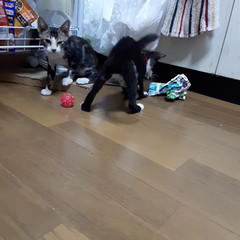 動画1